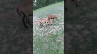 Barbados blackbelly sheep [upl. by Timmie893]