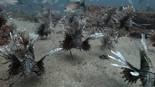 Video of Possibly The Most Infested Invasive Lionfish Region [upl. by Yasmar]