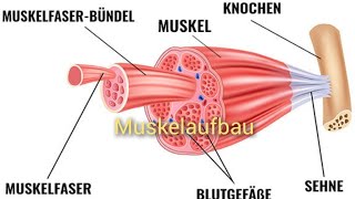 Wie ist der Muskel aufgebaut [upl. by Einreb110]