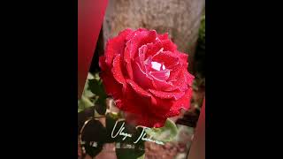 Malaiyil nanayum pani malarai pole song romantic songwhatsappstatus tamilsong [upl. by Sax]