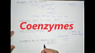 Coenzymes  Enzymes  biochemistry [upl. by Fitts202]