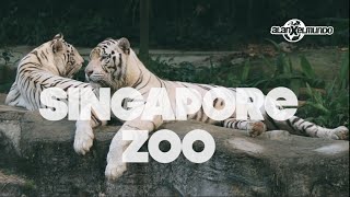 Mi zoológico favorito del mundo Singapur 2 [upl. by Debo]