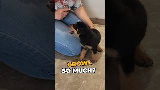 Why do Rottweilers growl so much [upl. by Rozele688]