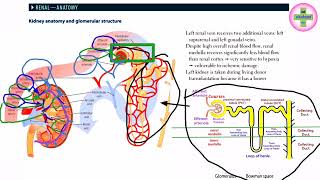 Blood supply of Kidney  Renal artery  usmle step1 lexture Kidney Blood Supply Renal anatomyL4 [upl. by Iormina594]