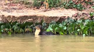 Ariranha 🦦 do Pantanal no rio cuiaba  Giant Otter of Pantanal Pteronura Brasiliensis [upl. by Olrac562]