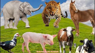 Cute Animal Sounds Elephant Pig Leopard Cow Goose Horse  Animal Sounds [upl. by Mcgruter]