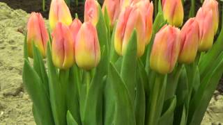 Tulip Tom Pouce  DutchGrowncom [upl. by Ilahtan]