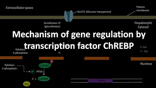 Mechanism of gene regulation by transcription factor ChREBP [upl. by Attekal]