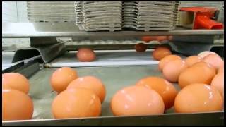 Egg Packing Process [upl. by Nosnev]