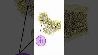 Joint between epiphysis and diaphysis [upl. by Marentic]