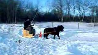 Miniature horse pulling a sleigh [upl. by Asselem]