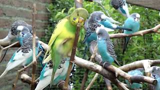 AviaryBirds  Budgies  Parakeets  Parkieten [upl. by Ahsain756]