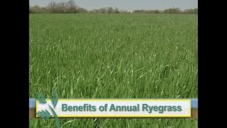 Oregon Annual Ryegrass  Cover Crop [upl. by Delila]