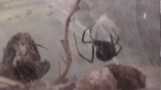 Black Widow Laying Eggs  Spider makes egg sac [upl. by Drofkcor]