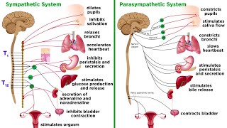 The Autonomic Nervous System Sympathetic and Parasympathetic Divisions [upl. by Matta]