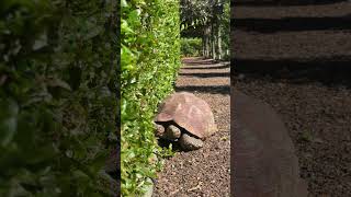 Bits of Babylonstoren 🐢 [upl. by Mollie]