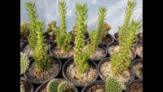 How to grow cactus Austrocylindropuntia subulata monstrosa [upl. by Otsedom]