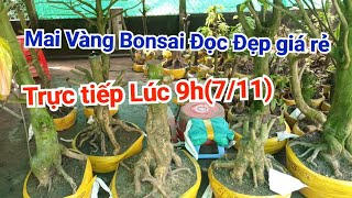 Mai Vàng Bonsai xổ Rẻ E Cường 0977893824711 [upl. by Perrin]