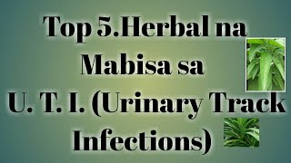 Top 5 Herbal na Mabisa sa U T I urinary track infections [upl. by Urdna]