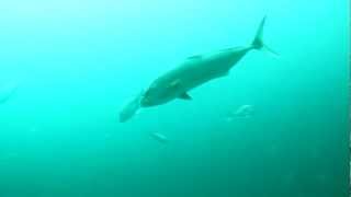 2012May5 FH7 Jumbo Barge Fishing Reef off Mississippi [upl. by Crandale]