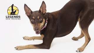 Australian Kelpie Mix Fundamentals of Behavioral Training [upl. by Ahsilla]