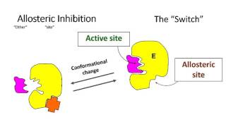 Enzyme Control [upl. by Katuscha]