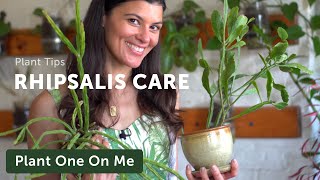 Rhipsalis Care and Propagation — Plant One On Me — Ep 128 [upl. by Haidabo763]