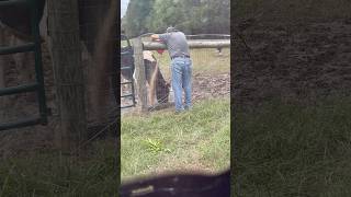 Feeding cows and donkeys 🥰 animal funny farmanimalrescue funnyanimal cow donkey [upl. by Thain]