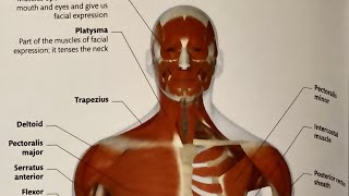 Human Muscular amp Skeletal System 2 [upl. by Nellir]