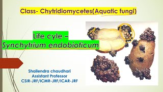 part 2classchytridiomycetes lifecycles synchytrium endobioticumwart disease potato [upl. by Yarvis336]