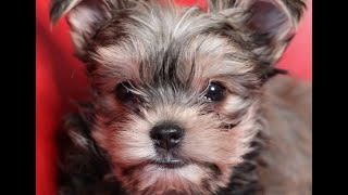 Morkie Puppy [upl. by Nevet708]