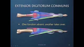 Obstinate PIP Joint Part 4 of 12 Role of EDC in PIP Joint Extension [upl. by Attennhoj442]