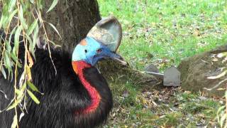 Weltvogelpark Walsrode Teil 45 [upl. by Adaline232]