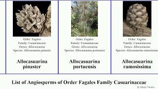 List of Angiosperms of Order Fagales Family Casuarinaceae allocasuarina sheoak sheoak gymnostoma [upl. by Ekul558]