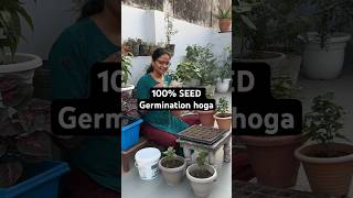 How to grow chrysanthemum and calendula flower from seeds organicgardening shorts [upl. by Gariepy84]