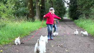 Westie puppies 8 weeks old [upl. by Ardnasyl301]