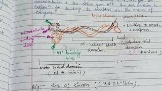 Kinesin amp Dyneinzoology zoologynotes [upl. by Ayna201]