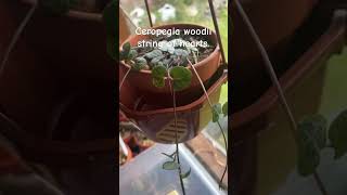 Ceropegia woodii plant houseplants succulent indoorplants [upl. by Drewett]