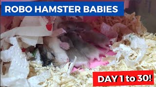 CUTE ROBOROVSKI DWARF HAMSTER BABIES Day 1 to 30 仓鼠宝宝，第一到三十天 [upl. by Brinkema141]