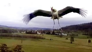 Rückkehr von Wilfried20230217Storchennest Lindheim [upl. by Esinehs]