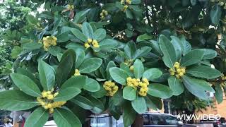 Litsea glutinosa Lour CB Rob Family Lauraceae [upl. by Nnagrom]