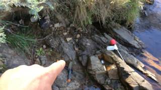 kus TV gold prospecting adventures Mitchells Creek Sunny Corner NSW Australian day 2 [upl. by Nyrmak]