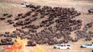 2011 Custer State Park Buffalo Roundup [upl. by Hussey]