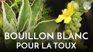 Le bouillon blanc pour la toux [upl. by Esinert]