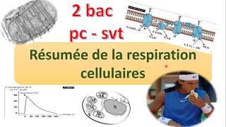 2bac pc svt U1ch1 résume libération de lénergie emmagasinée dans la matière organique [upl. by Florian]