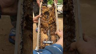 Harvesting Honey from Stingless Bees [upl. by Saerdna]