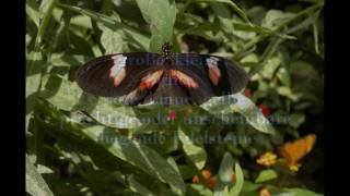 riesige Schmetterlinge im Schmetterlingshaus Insel Mainau Bodensee Butterflies [upl. by Nosam]