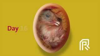 Embryonic development of the chicken [upl. by Cousin479]