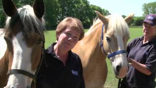 RSPCA Video  Amersham Horses Rescue [upl. by Thetisa]