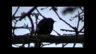 Blackbird Singing  Evening Song [upl. by Nihi]